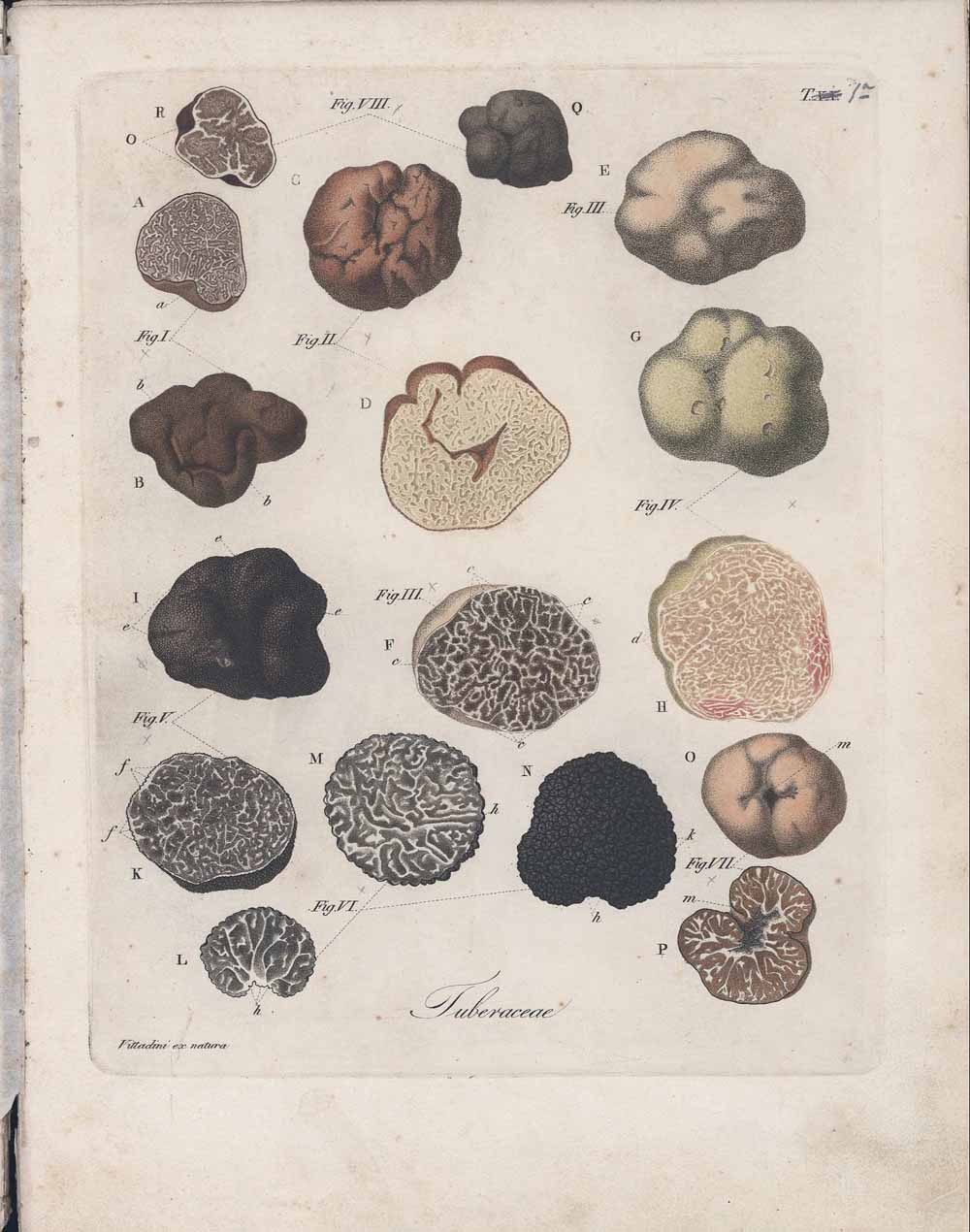 Tavole illustrative dei tartufi tratte dalla Monographia Tuberacearum - Tavola 1