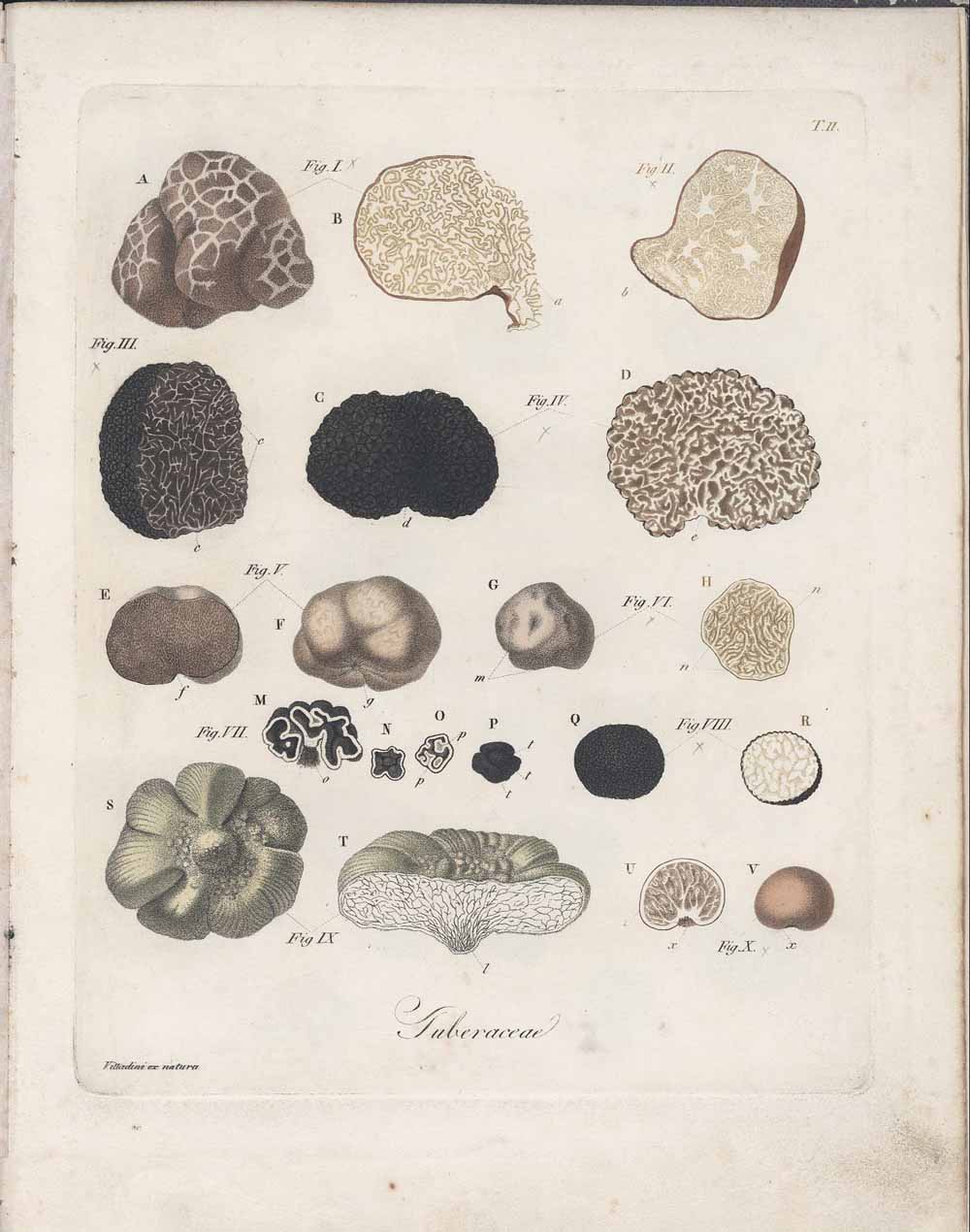 Tavole illustrative dei tartufi tratte dalla Monographia Tuberacearum - Tavola 2