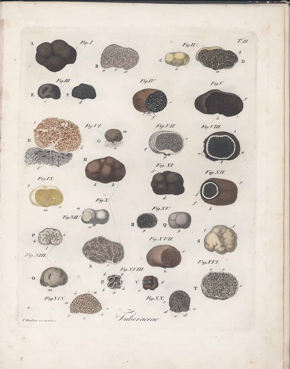 Tavole illustrative dei tartufi tratte dalla Monographia Tuberacearum - Tavola 3