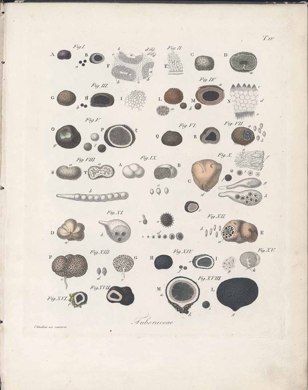 Tavole illustrative dei tartufi tratte dalla Monographia Tuberacearum - Tavola 4