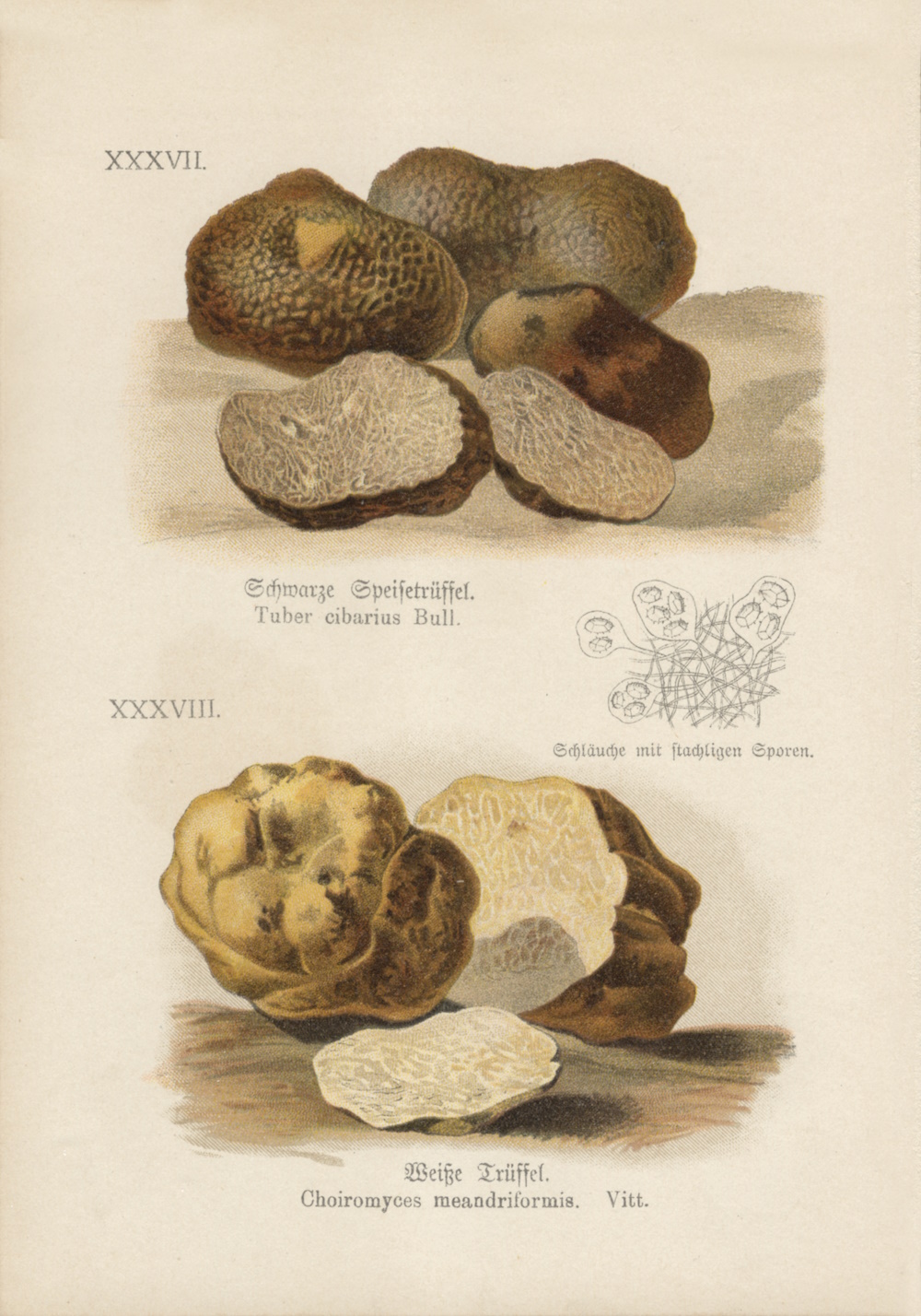 Tartufo nero e bianco in una litografia a colori tratta da Funghi mangerecci e funghi velenosi di Wilhelm Cleff, pubblicato a Monaco nel 1909 (Collezione Soncini 237 – Museo del Fungo, Borgo Val di Taro).